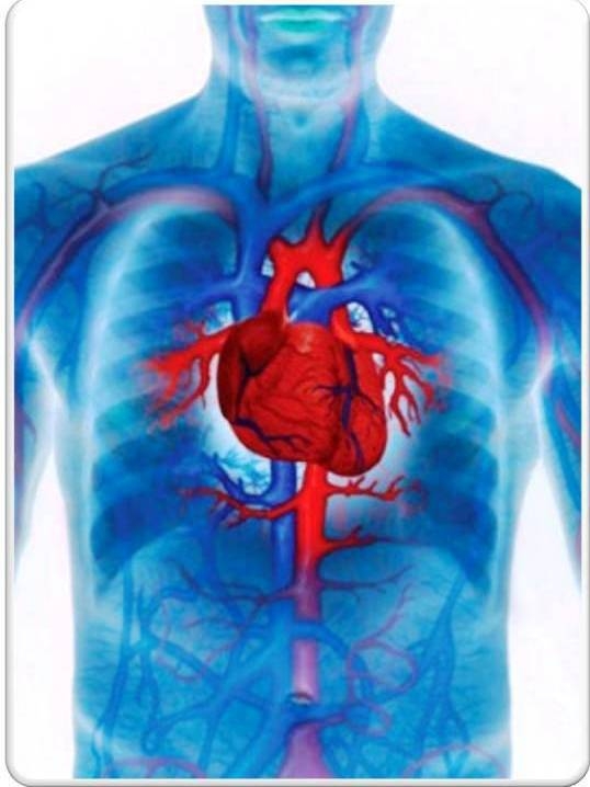 szív és egészségügyi központ napa kardiovaszkuláris edzés